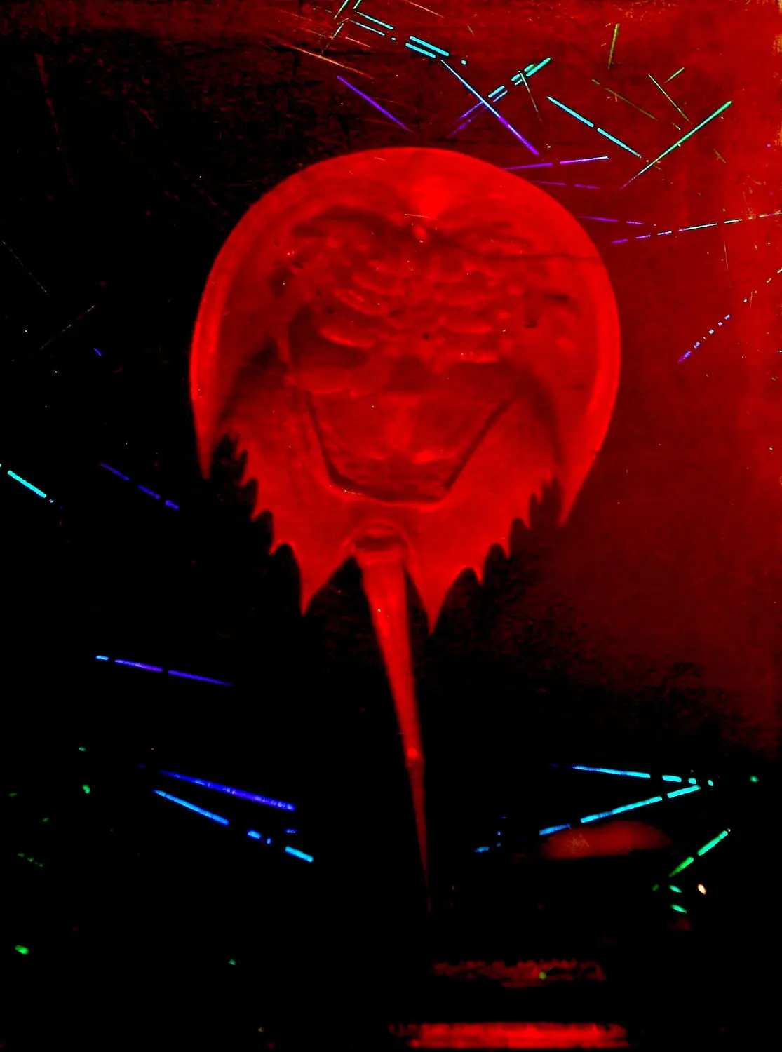 A Horseshoe Crab Story