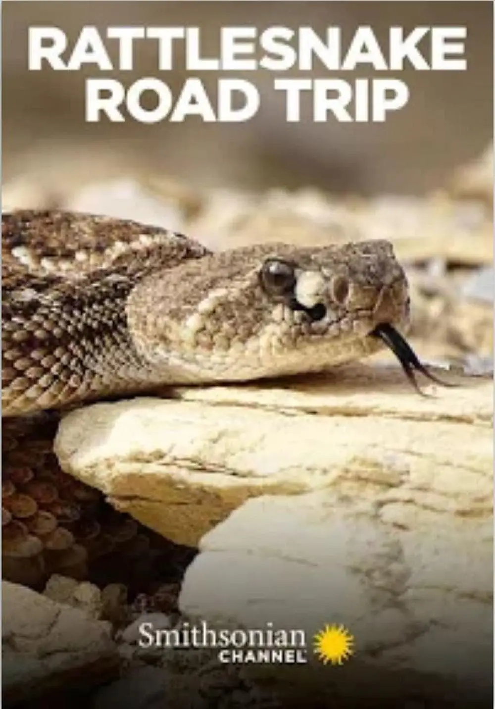 Rattlesnake Road Trip