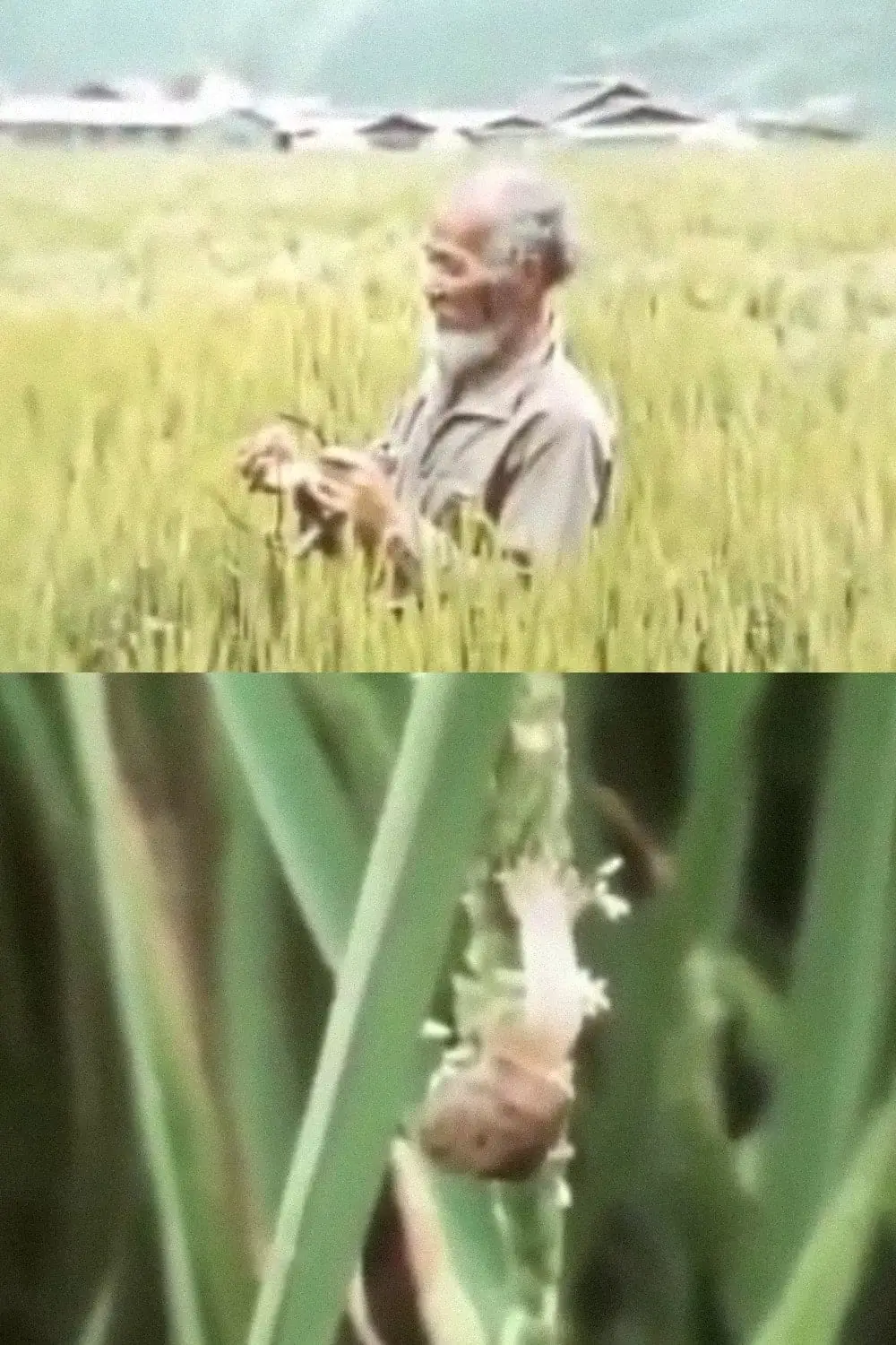 The Close to Nature Garden